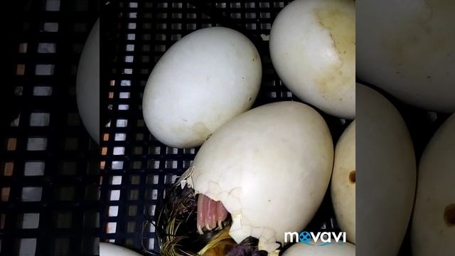 Вывод утят В инкубаторе Несушка) смотреть онлайн