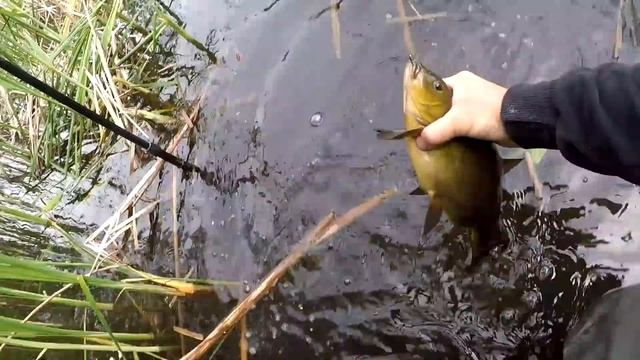 Ловля КРУПНОГО ЛИНЯ на УДОЧКУ как в СКАЗКЕ, Рыба линь, Рыбалка на линя, Ловля линя, Линь смотреть онлайн
