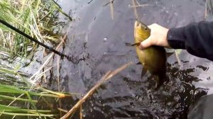 Ловля КРУПНОГО ЛИНЯ на УДОЧКУ как в СКАЗКЕ, Рыба линь, Рыбалка на линя, Ловля линя, Линь