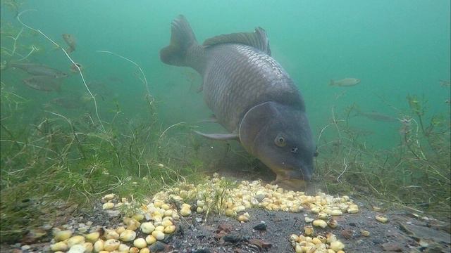 Какого цвета прикормка "Крупняк" ловит лучше всего? смотреть онлайн