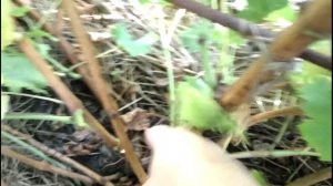 Вызревание жирующего побега, жирующая виноградная лоза осенью