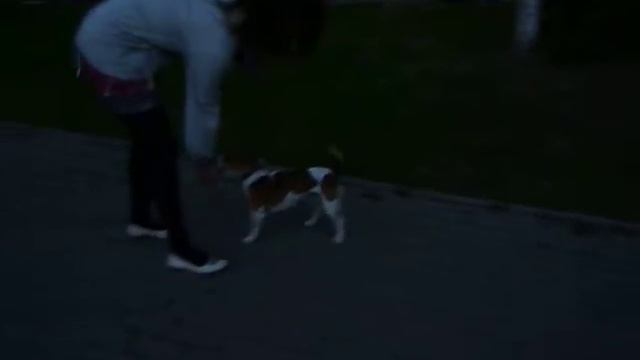 Передержка. Джек рассел терьер Рокки. смотреть онлайн