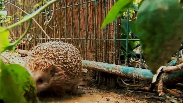 5 САМЫХ ТОЛСТЫХ ЖИВОТНЫХ В МИРЕ смотреть онлайн