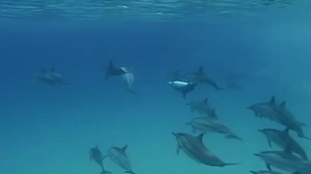 ''МИР ДЕЛЬФИНОВ'' ПОД МУЗЫКУ ШРИ ЧИНМОЯ.avi смотреть онлайн