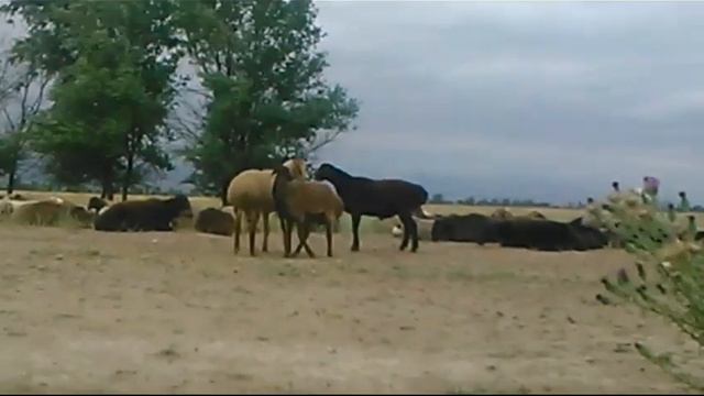 Бой баранов смотреть онлайн