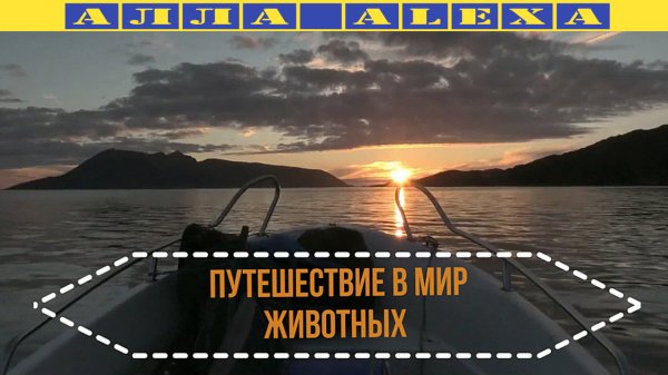 ? В ?мире? животных ?In the animal world