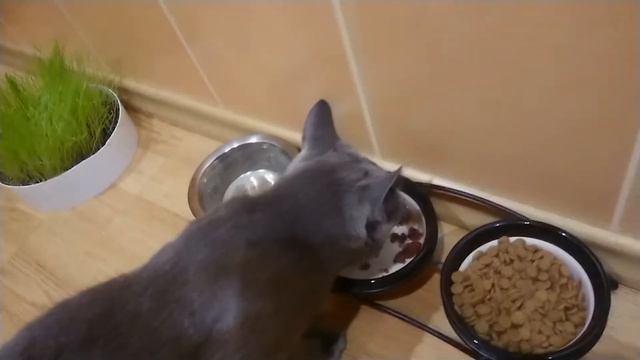 Русский голубой кот. Ням ням Поедание шведского оленя 🦌