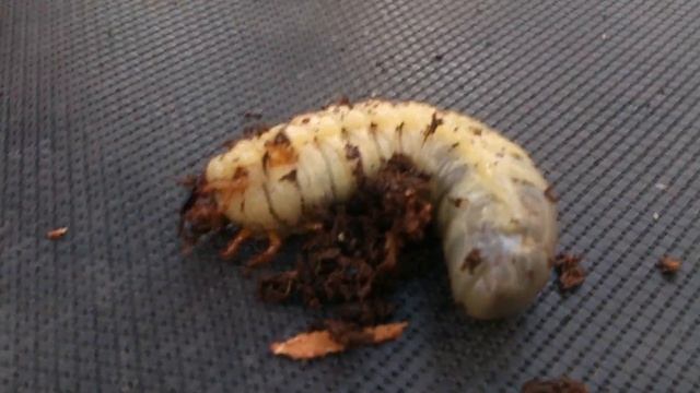 Очень страшная личинка навозного жука смотреть онлайн