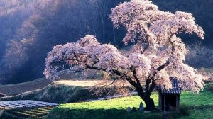 Япония. Интересные факты о стране