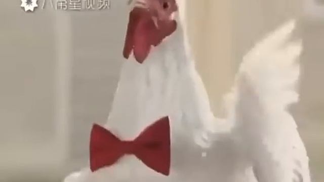 Куриный реп смотреть онлайн