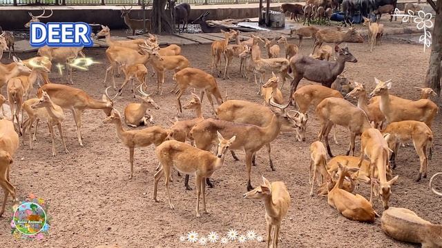 30 Minutes Farm Animals Sound: Tapir, Vulture, Wolf, Pig, Tiger & Seal - Animal Moments смотреть онлайн