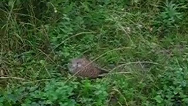 Птенец сокола. Слёток. смотреть онлайн