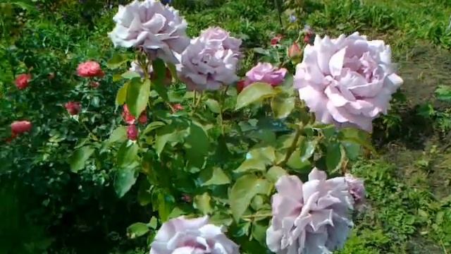 Роза Шарль де Голь смотреть онлайн