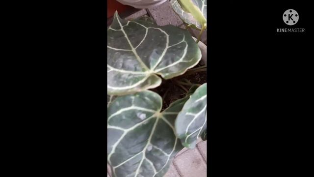 Keladi Tengkorak (Alocasia Cuprea) смотреть онлайн