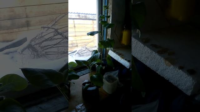 почему рано цветет табак. смотреть онлайн