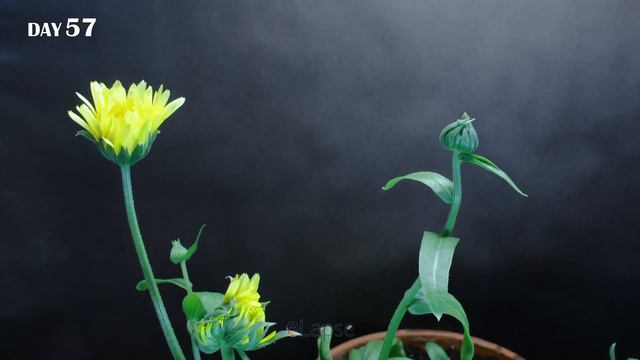Growing Calendula Flower From Seed (82 Days Time Lapse)