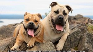 Ка де бо: описание породы собак, характер