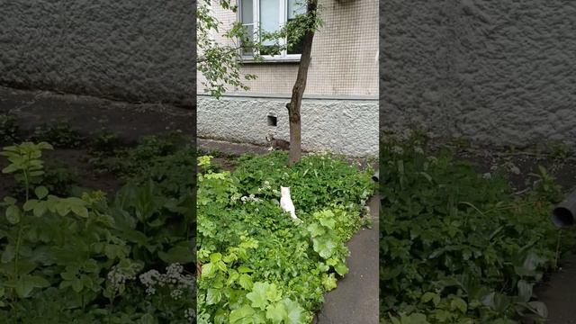 Кошки подружки и белый кот. смотреть онлайн