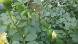 206.# РОЗЫ В ПОДМОСКОВЬЕ?ВИДЕО ПО ВАШЕЙ ПРОСЬБЕ?ПЛЕТИСТАЯ РОЗА РИМОЗА.