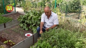 Шпинат Земляничный - ХИТРОСТЬ ПОСАДКИ и ВЫРАЩИВАНИЕ