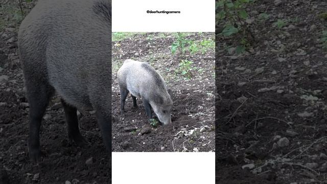 deer and animal "hunting" with my #Sony-FDR-AX53 #nature #asmr #camera #sony #animals #deer смотреть онлайн