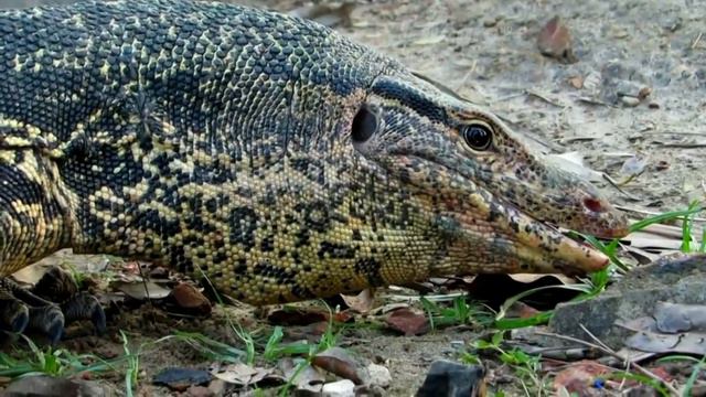 सुंदरवन रॉयल बंगाल टाइगर क्षेत्र की कहानी। [Sundarbans Forest Area in Asia]—Hindi Documentary смотреть онлайн