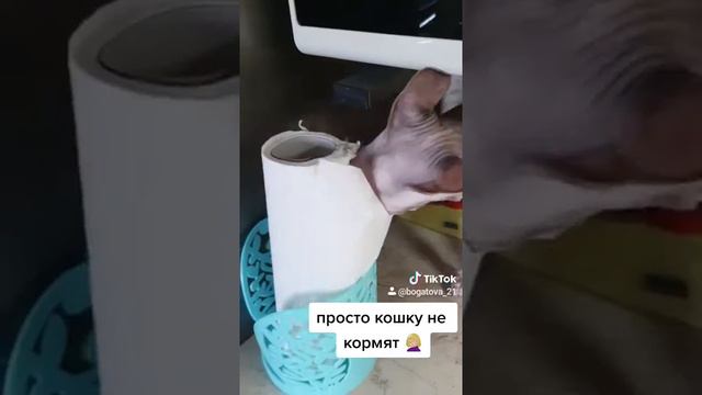 Голодный сфинкс смотреть онлайн