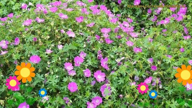 Герань кроваво-красная Макс Фрей. Краткий обзор, описание характеристик geranium sanguineum Max Fre смотреть онлайн