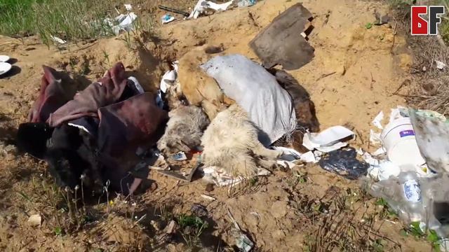 В Белорецком районе нашли тела собак на мусорной свалке смотреть онлайн