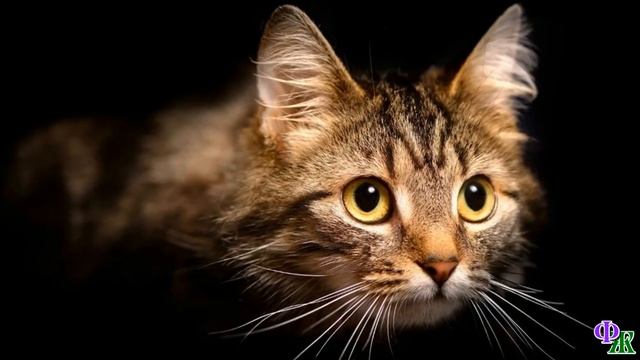 Кот висел на передних лапах, уцепившись за подоконник, и судорожно царапая стену задними, но силы… смотреть онлайн