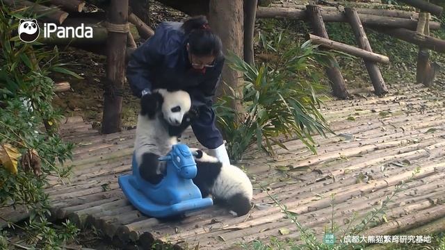 Baby Panda Love Rocking Horse Toy | iPanda смотреть онлайн