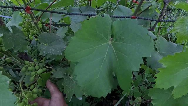 начало созревание ягод смотреть онлайн