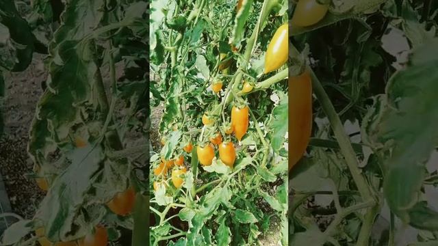 Томат Конфеты сладкие сосульки жёлтые смотреть онлайн