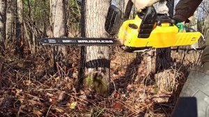 Прикоснуться к легенде! DeWALT DCM 575 ! Цепная аккумуляторная пила!