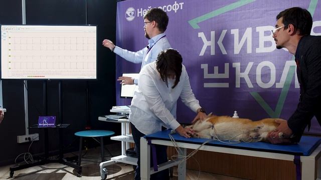Регистрация ЭКГ у собак | Мастер-класс смотреть онлайн