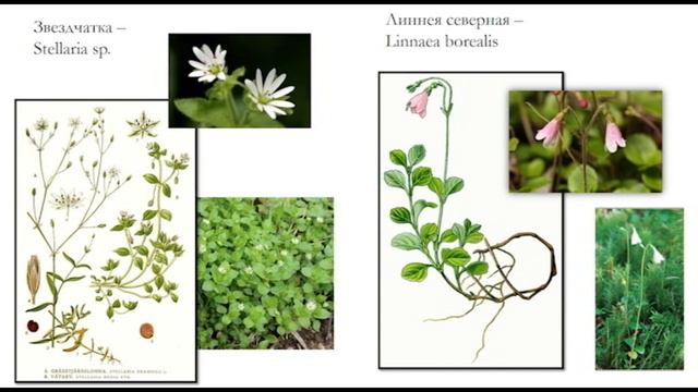 Ящера v. 2020 Ботаника смотреть онлайн