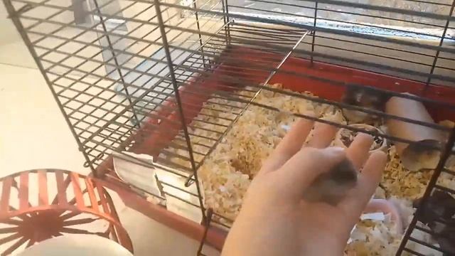 Утро хомок?новый вид??приболела я... ||Хом-дом|| смотреть онлайн