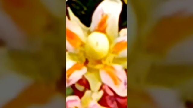 Flowers of Mangifera indica смотреть онлайн