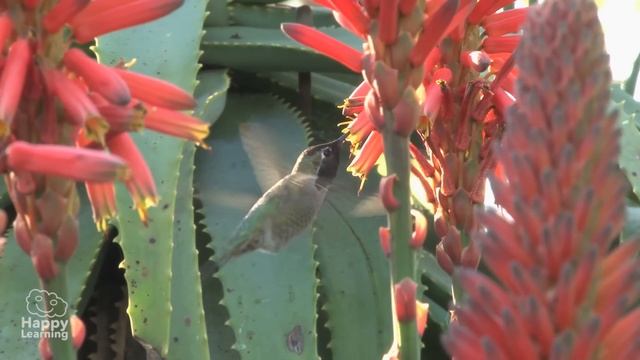 Interesting Facts about Birds | Educational Video for Kids. смотреть онлайн