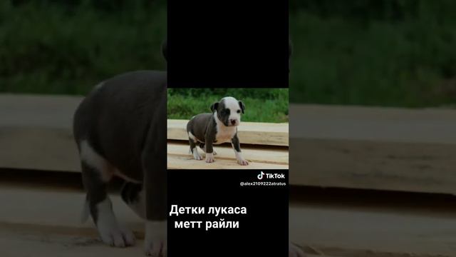 американский стаффордширский терьер. малыши готовы стать вашим другом . доставка по россии по миру. смотреть онлайн