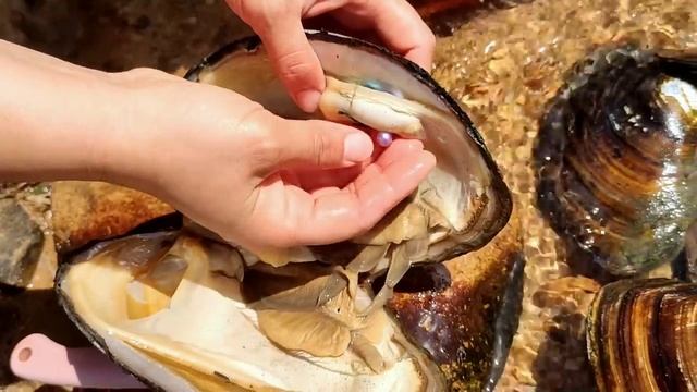 Perfect! Catch giant white pearl oysters and find the perfect pearl смотреть онлайн