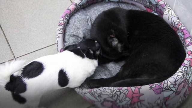 Жизнь особенного кота