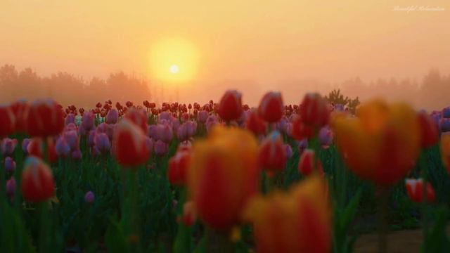 Великий и красивый🌹Сборник ЛУЧШИХ Мелодий, от которых мурашки по коже🌹Отличная музыка! смотреть онлайн