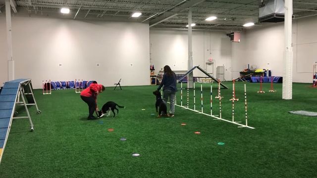 puppy learns the Superbowls Pattern Game! смотреть онлайн