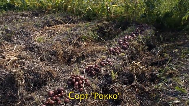 Урожай картофеля в траншеях под соломой. 2016 смотреть онлайн