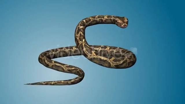 Python 01 | Motion Graphics - Envato elements смотреть онлайн