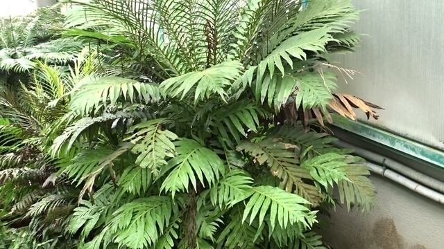 Blechnum moorei C. Chr. (žebrovice Mooreova) смотреть онлайн