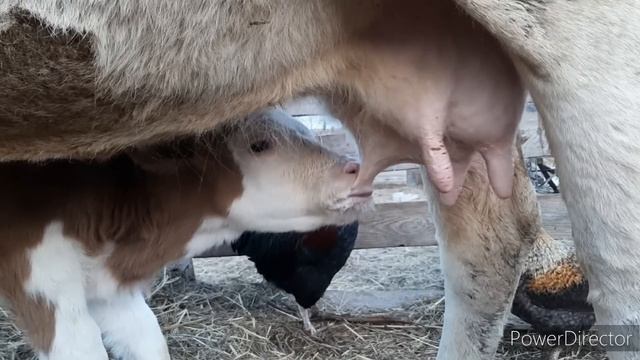 муж сломал пианино, Где гребень у хлеба, коровы на подсосе смотреть онлайн