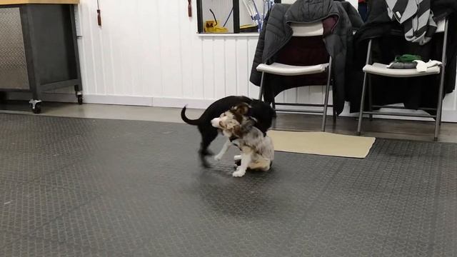 Playing with my friend Leo смотреть онлайн