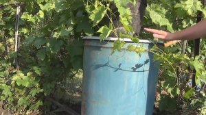 Выращивание огурцов в бочке. Growing cucumber in a barrel.